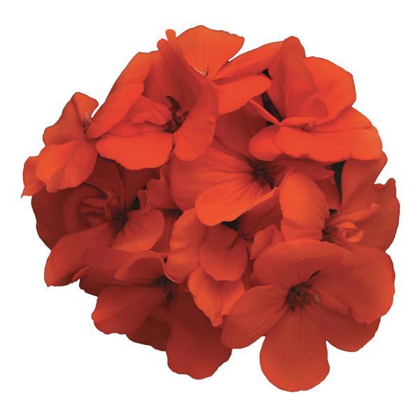 Fantasia® Orange Zonal Geranium - Bloom