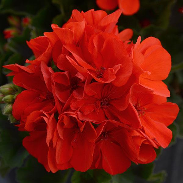 Fantasia® Scarlet Zonal Geranium - Bloom