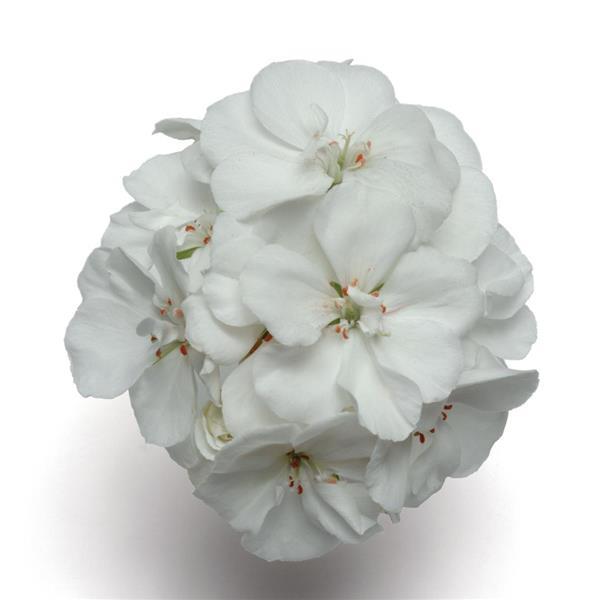 Fantasia® White Zonal Geranium - Bloom