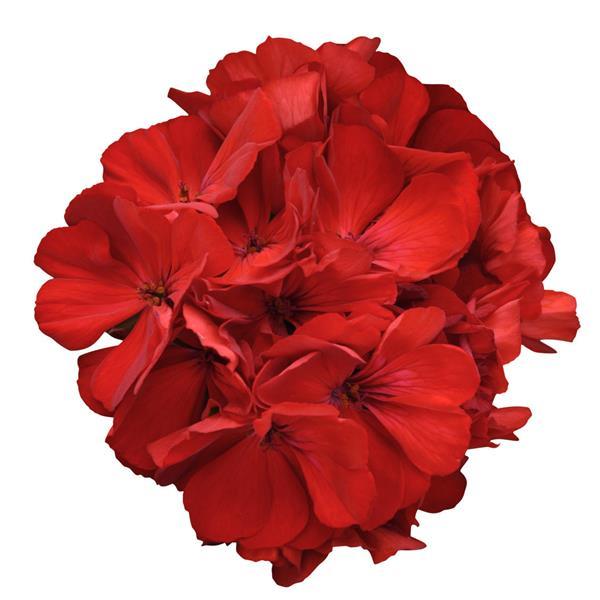 Fantasia® Dark Red Zonal Geranium - Bloom