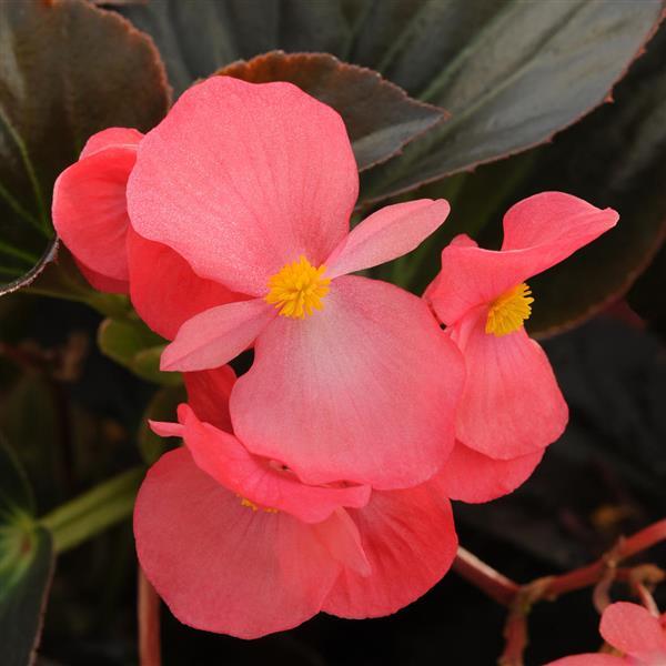 Whopper® Rose With Bronze Leaf Begonia - Bloom