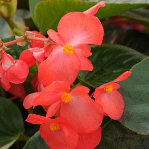 Whopper® Red With Green Leaf Begonia - Bloom