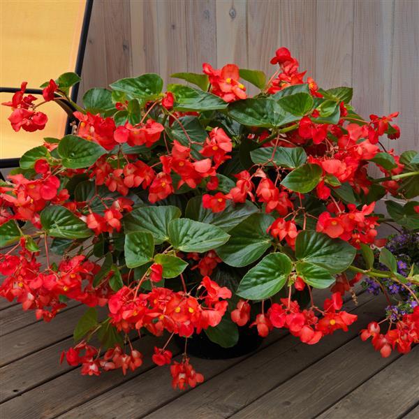 Whopper® Red With Green Leaf Begonia - Container
