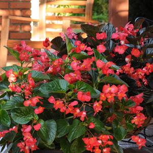 Whopper® Red With Green Leaf Begonia - Landscape