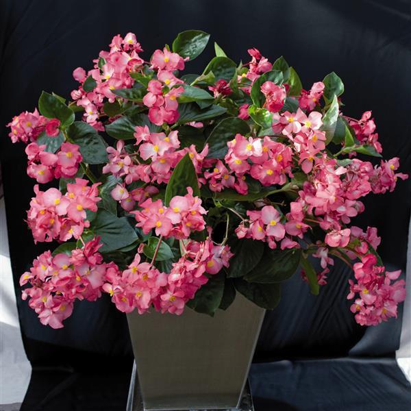 Whopper® Rose With Green Leaf Begonia - Container