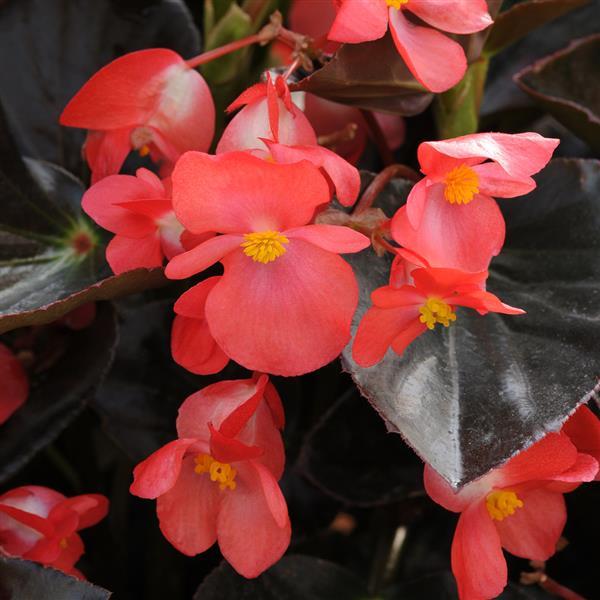 Whopper® Red With Bronze Leaf Improved Begonia - Bloom