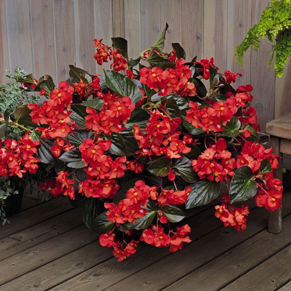 Whopper® Red With Bronze Leaf Improved Begonia - Container