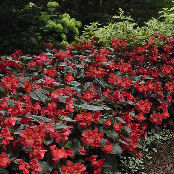 Whopper® Red With Bronze Leaf Improved Begonia - Landscape