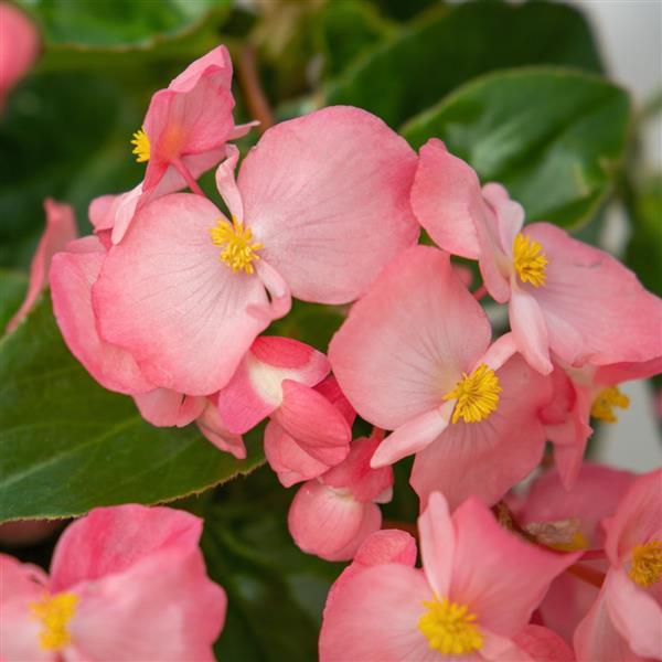 Whopper® Pink With Green Leaf Begonia - Bloom