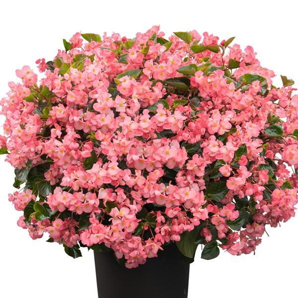 Whopper® Pink With Green Leaf Begonia - Container