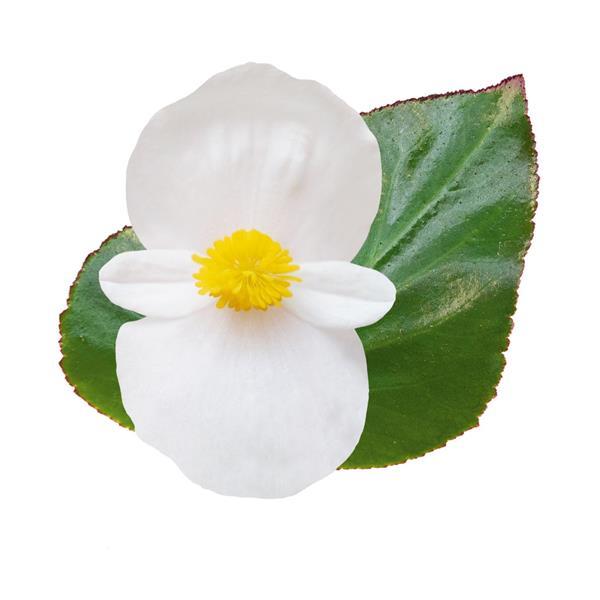 Whopper® White With Green Leaf Begonia - Bloom
