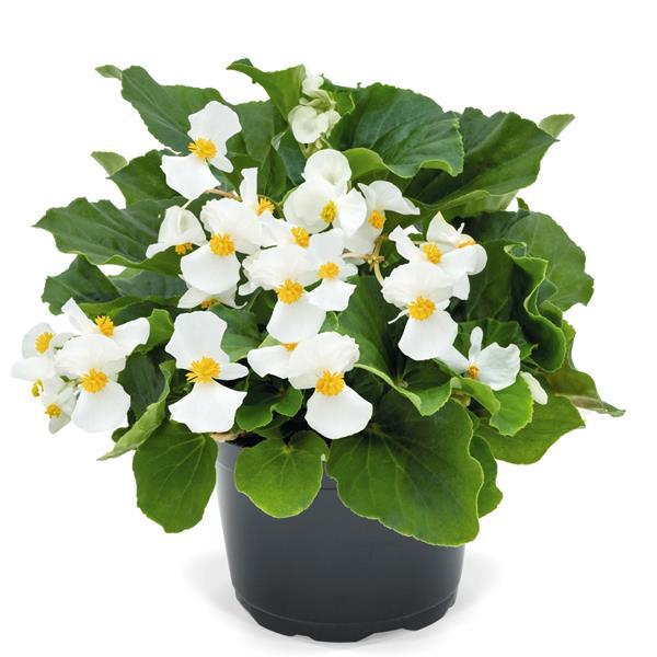 Whopper® White With Green Leaf Begonia - Container