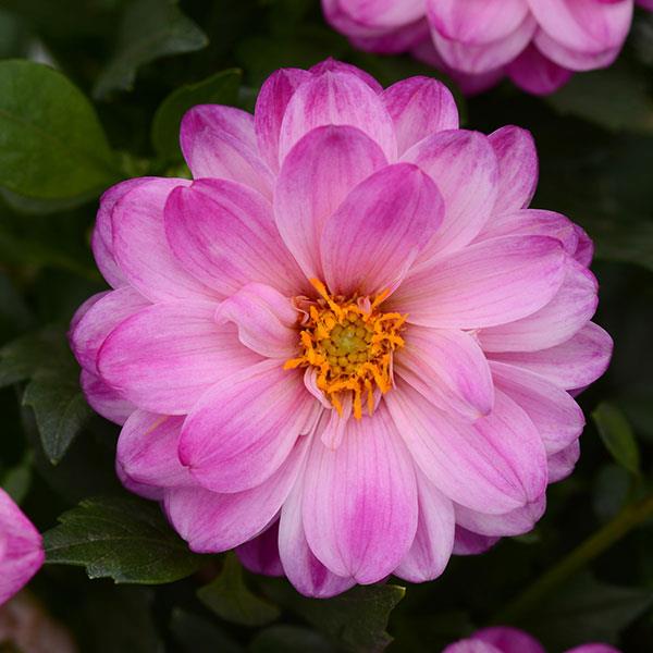Dalaya® Pink+White Dahlia - Bloom