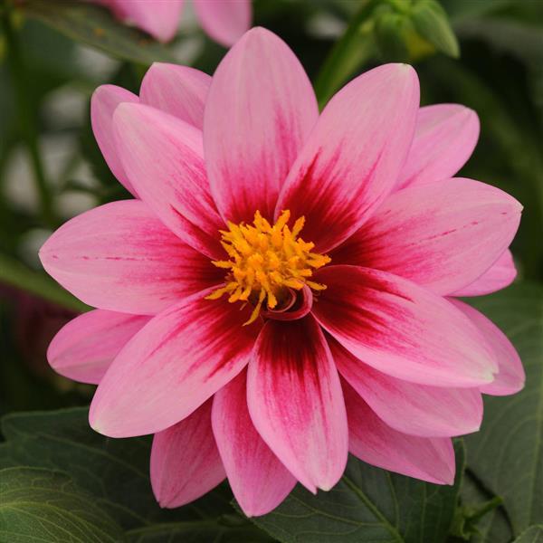 Dalaya® Pink+Rose Eye Dahlia - Bloom