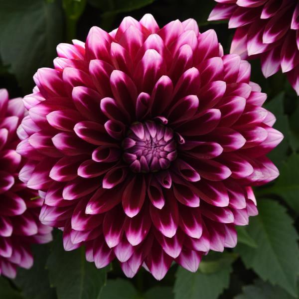 Dalaya® Purple+White Dahlia - Bloom