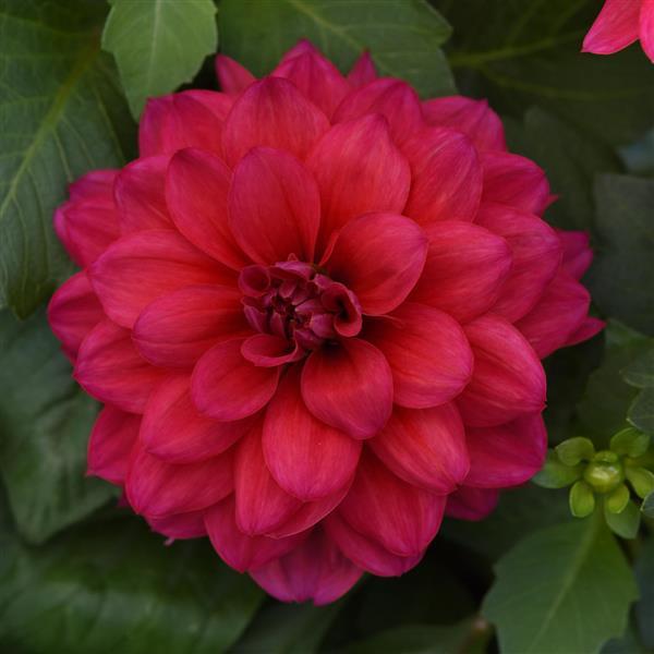 Dalaya® Raspberry Dahlia - Bloom