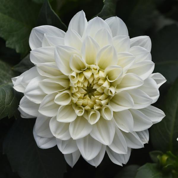 Dalaya® White Dahlia - Bloom