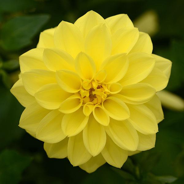Dalaya® Yellow Dahlia - Bloom