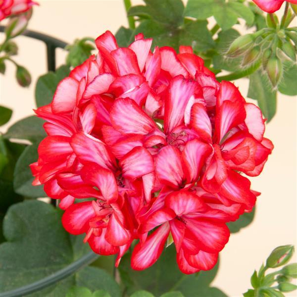 Royal™ Candy Cane® Ivy Geranium - Bloom