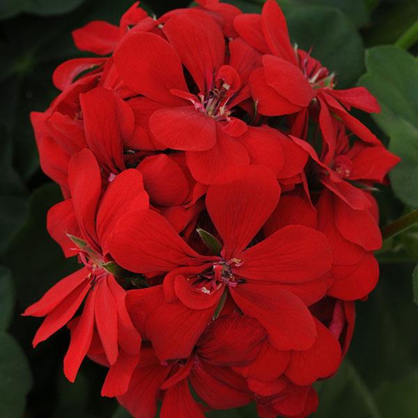 Royal™ Scarlet Red Ivy Geranium - Bloom