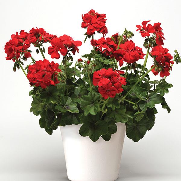 Royal™ Scarlet Red Ivy Geranium - Container