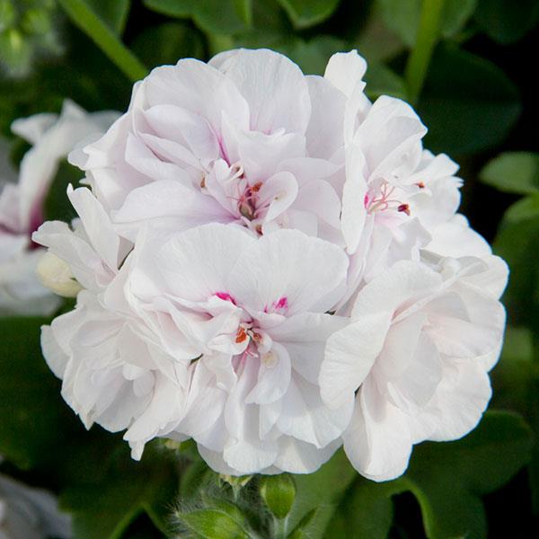 Royal™ White Ivy Geranium - Bloom