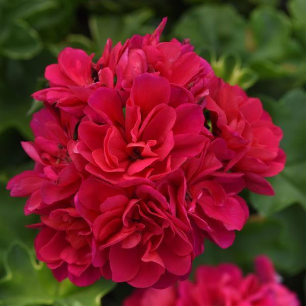 Royal™ Hot Pink Ivy Geranium - Bloom