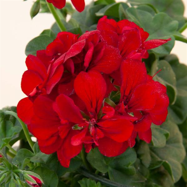 Royal™ Dark Red Ivy Geranium - Bloom