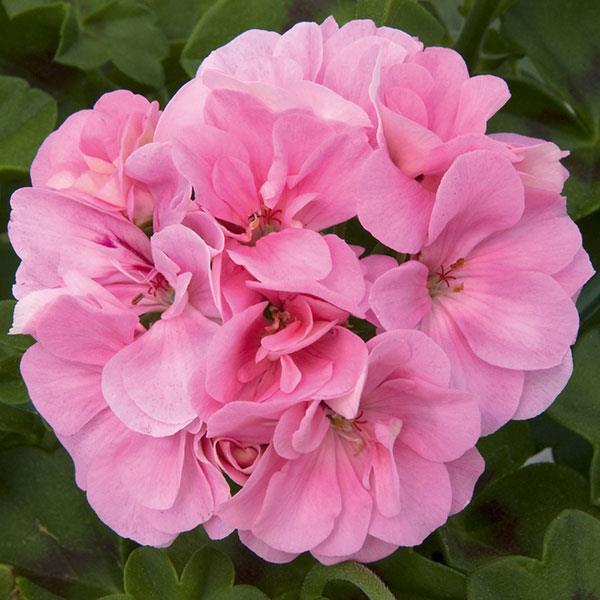 Royal™ Light Pink Ivy Geranium - Bloom