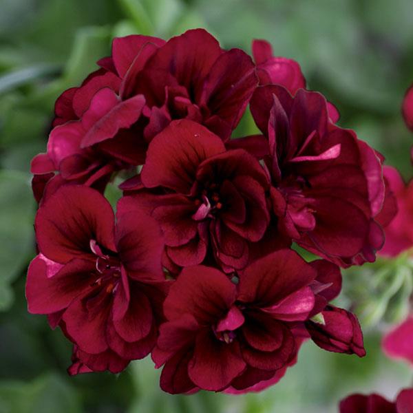 Royal™ Dark Burgundy Ivy Geranium - Bloom