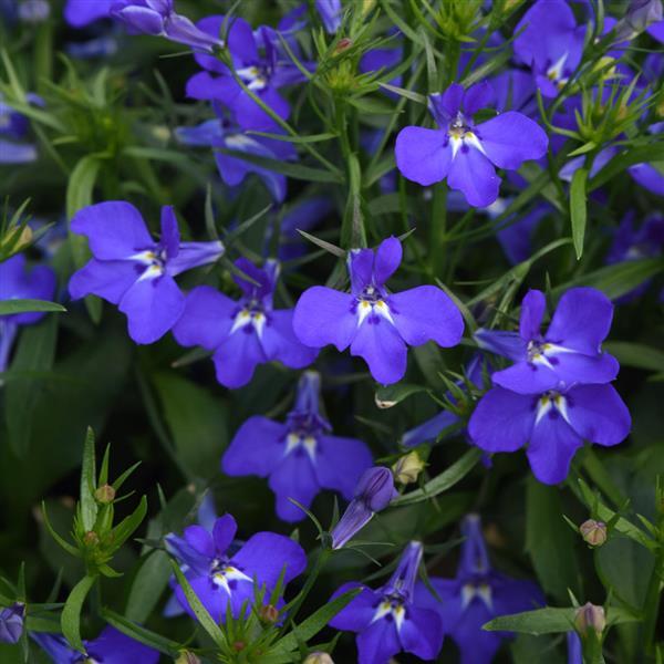 Magadi™ Compact Blue Lobelia - Bloom