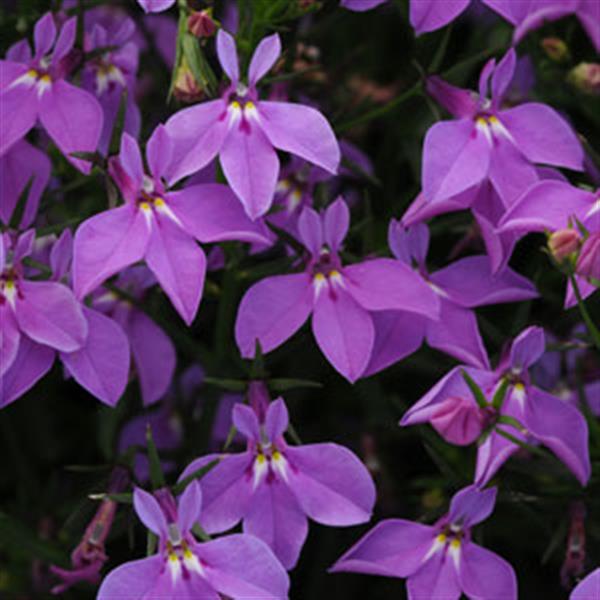 Magadi™ Compact Purple Lobelia - Bloom