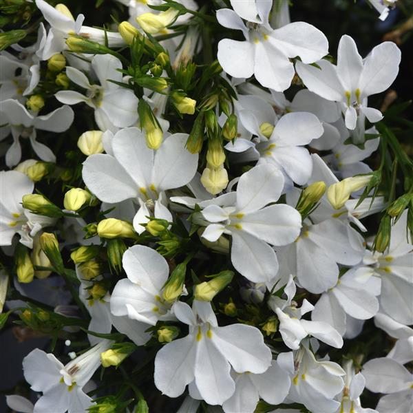 Magadi™ Compact White Lobelia - Bloom