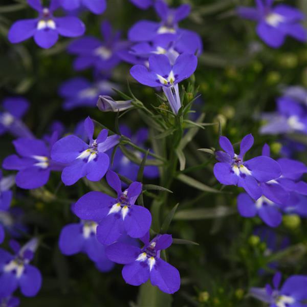 Magadi™ Compact Dark Blue Lobelia - Bloom