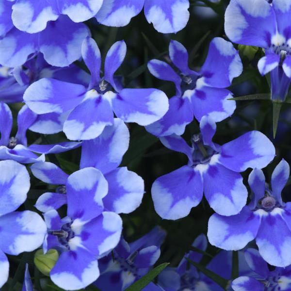 Magadi™ Compact Blue Bay 25 Lobelia - Bloom