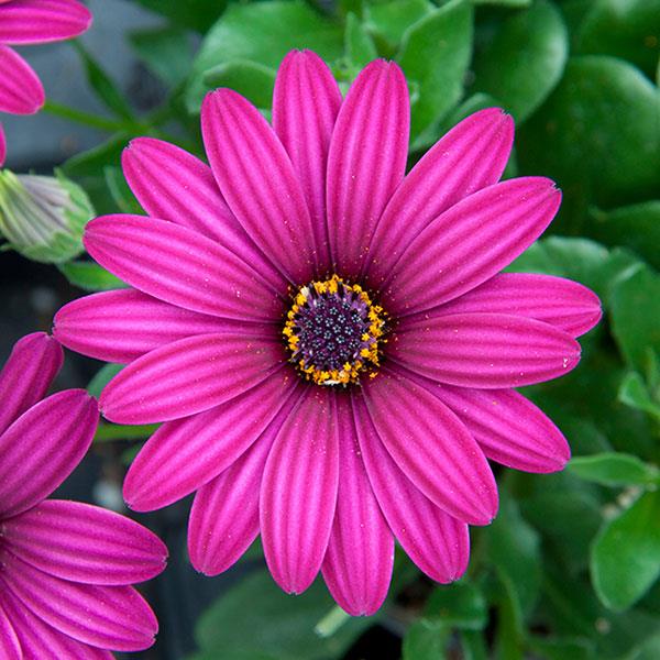 FlowerPower™ Compact Purple Osteospermum - Bloom