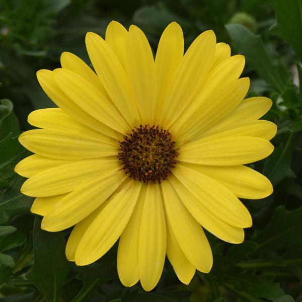 FlowerPower™ Compact Yellow Osteospermum - Bloom