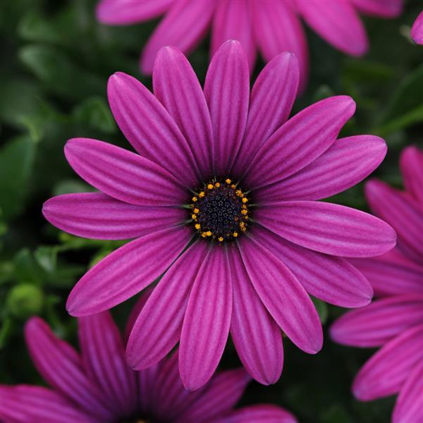 FlowerPower™ Compact Purple Red Osteospermum - Bloom