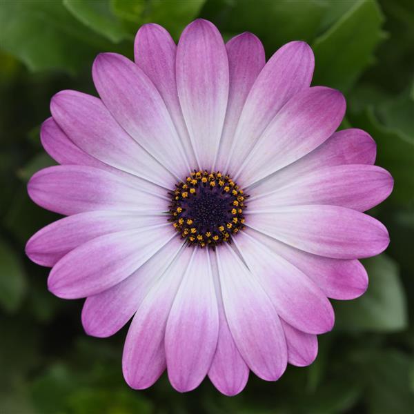 FlowerPower™ Compact Pink+Eye Osteospermum - Bloom