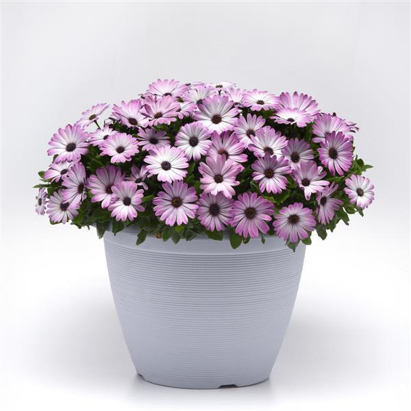 FlowerPower™ Compact Pink+Eye Osteospermum - Container