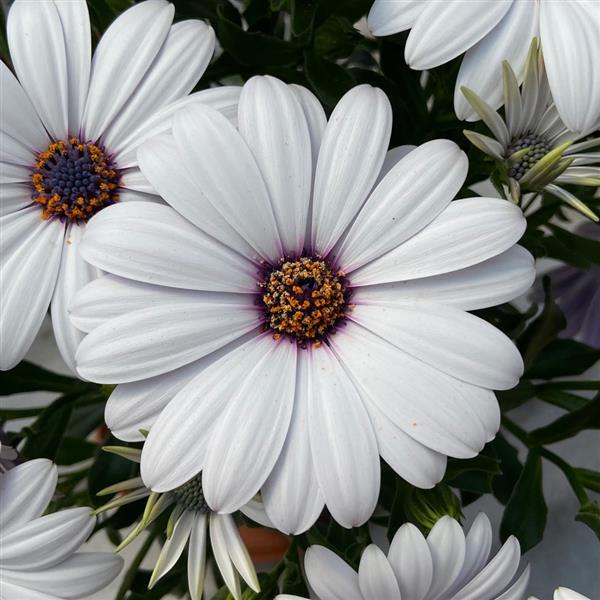FlowerPower™ Compact White 25 Osteospermum - Bloom