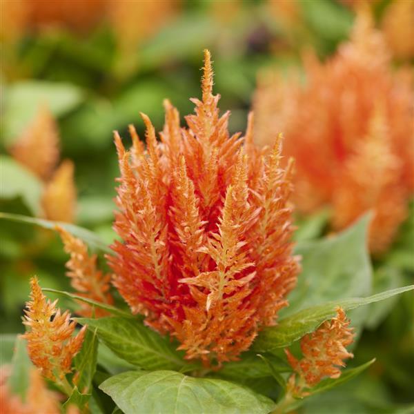 Arrabona Orange Celosia - Bloom