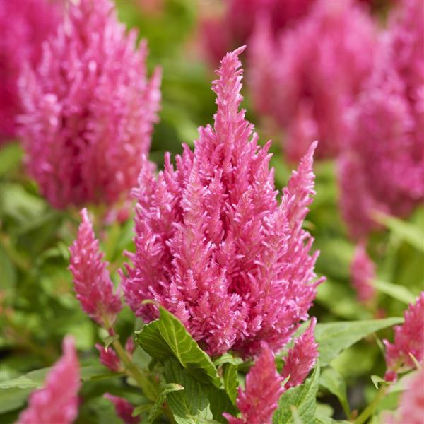 Arrabona Pink Celosia - Bloom
