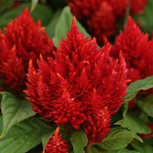 Arrabona Red Celosia - Bloom