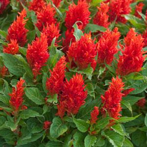 Arrabona Red Celosia - Garden