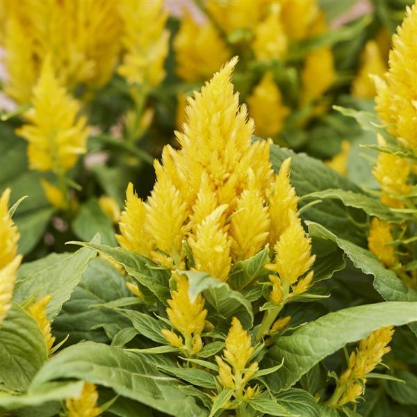 Arrabona Yellow Celosia - Bloom