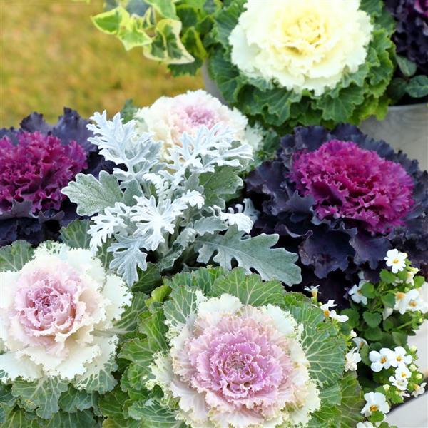 Osaka iQ Mix Flowering Kale - Bloom
