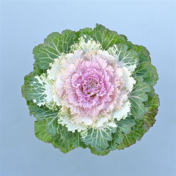Osaka iQ Pink Bicolor Flowering Kale - Bloom