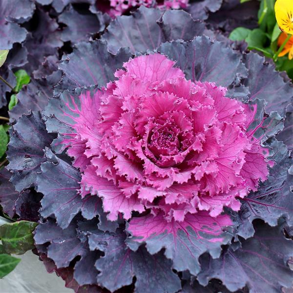 Osaka iQ Red Flowering Kale - Bloom