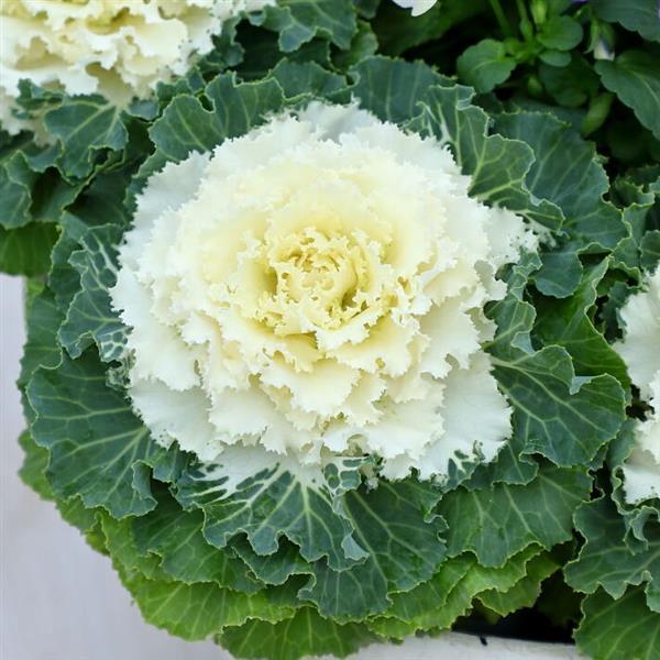 Osaka iQ White Flowering Kale - Bloom